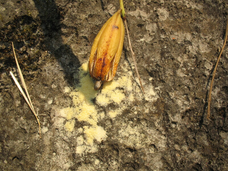 pp25b.jpg :: At this time of year, as the days start to heat up, last year's seed pods start to split, releasing a mass of dust-like seeds, which will then be spread far and wide with the slightest breeze.