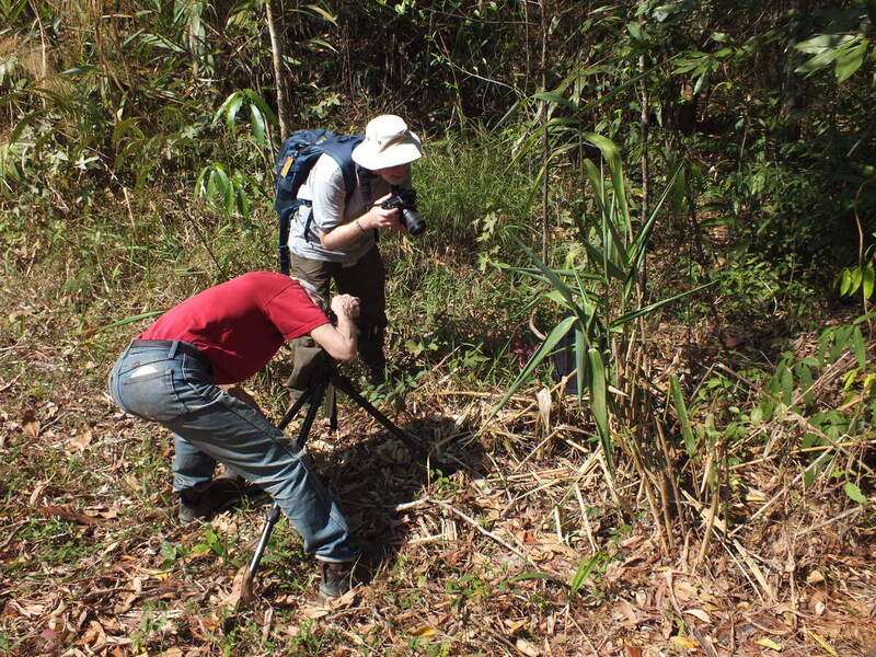 pp26.jpg :: At the end of the trek, we will try to locate this plant again.