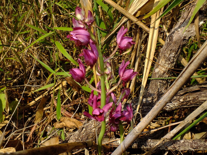 pp27.jpg :: We have found this beautiful terrestrial orchid on our last two visits to this area.