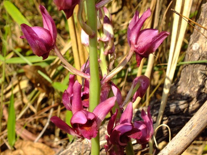 pp28.jpg :: Eulophia nuda. This species sends up its flower spike before the leaves emerge.