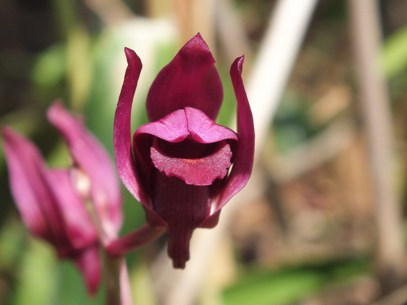 pp29.jpg :: Eulophia nuda
