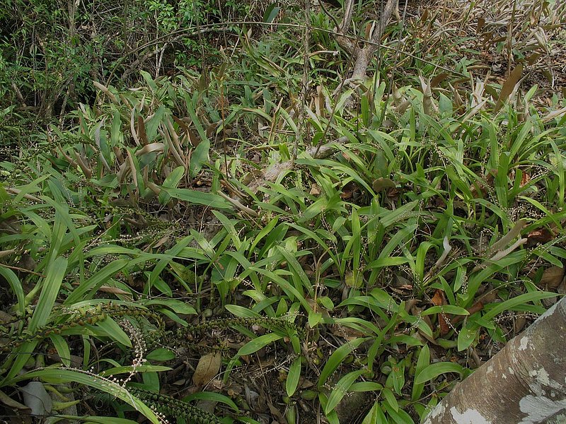 pp3.jpg :: In some places, they grow so thick that they form a lush green carpet covering the ground, and in many areas, the orchids are the dominant ground cover plants.