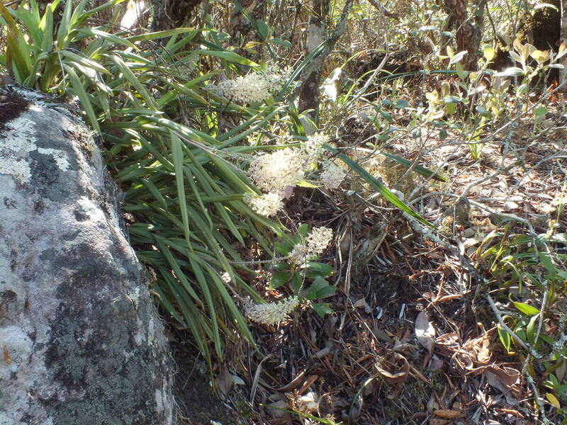 pp4.jpg :: A search in this type of habitat often yields some interesting species, such as Mycaranthes floribunda.
