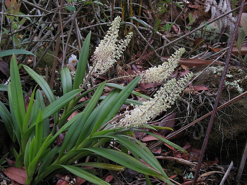 pp4a.jpg :: Mycaranthes floribunda. (Previously known as Eria paniculata).
