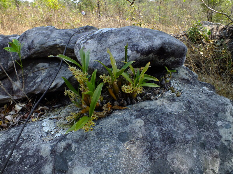 pp5.jpg :: Some orchids seem to have found their ideal growing site.