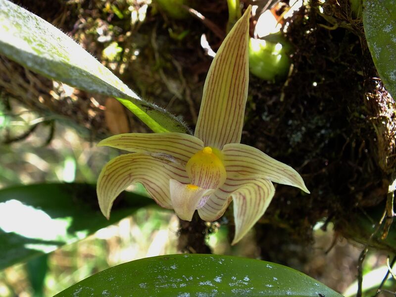 pp9.jpg :: On our last visit to this area, a single plant of Bulbophyllum siamense was found in flower.