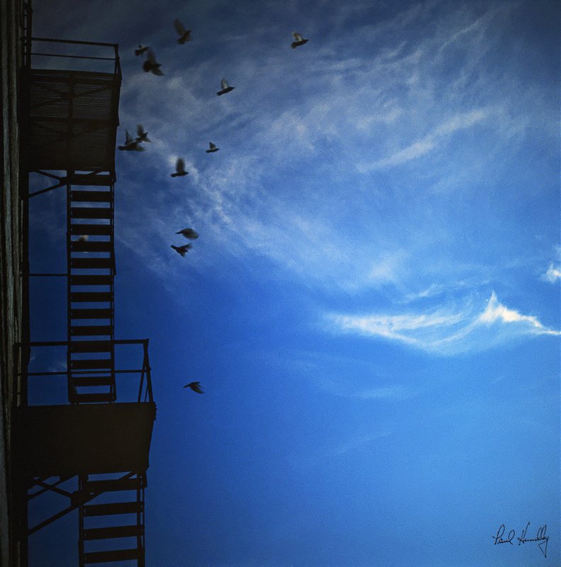 Birds 001.jpg :: Pigeons and fire escape; Appleton, Wisconsin