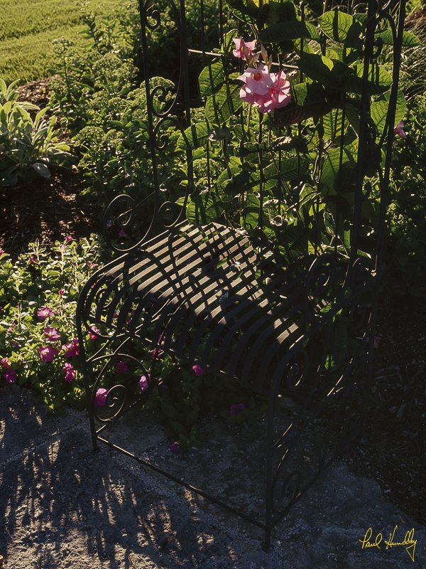 C-- 11  800px.jpg :: Private garden on the Lake Michigan shoreline.Location and identity withheld.