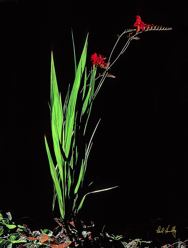 Our yard  027  Crocosmia  FPO proof  GEM.jpg