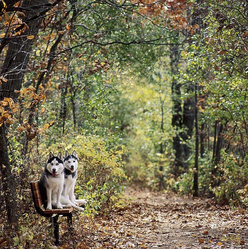 PJ and Trooper at Rotary  Park  800px.jpg :: PJ and Trooper at Rotary Park After a Run; Mequon, Wisconsin.  The profit from the sale of any prints of this image will be donated to the Ozaukee County Humane Society \