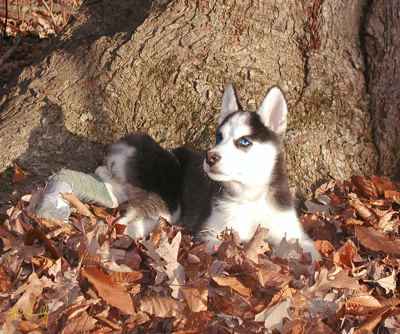 Trooper in leaves  800px.jpg :: Trooper, an Ozaukee Humane Society rescue dog, with her cast at six weeks old.  The profit from the sale of any prints of this image will be donated to the Ozaukee County Humane Society \