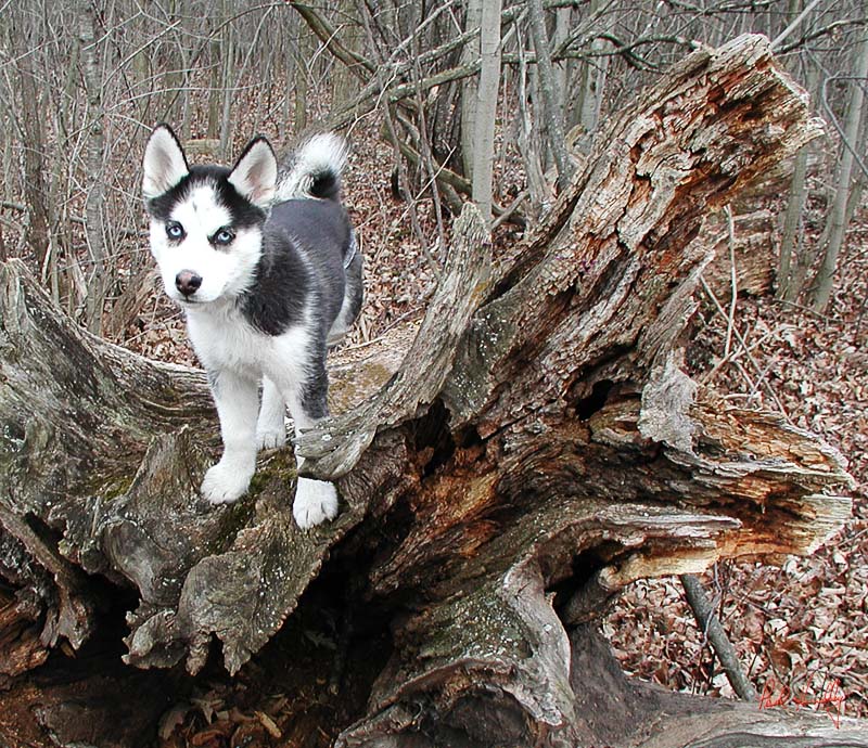 Trooper on log at Rotary Park  800px.jpg :: Trooper at six weeks old; Rotary Park; Mequon, Wisconsin. The profit from the sale of any prints of this image will be donated to the Ozaukee County Humane Society \