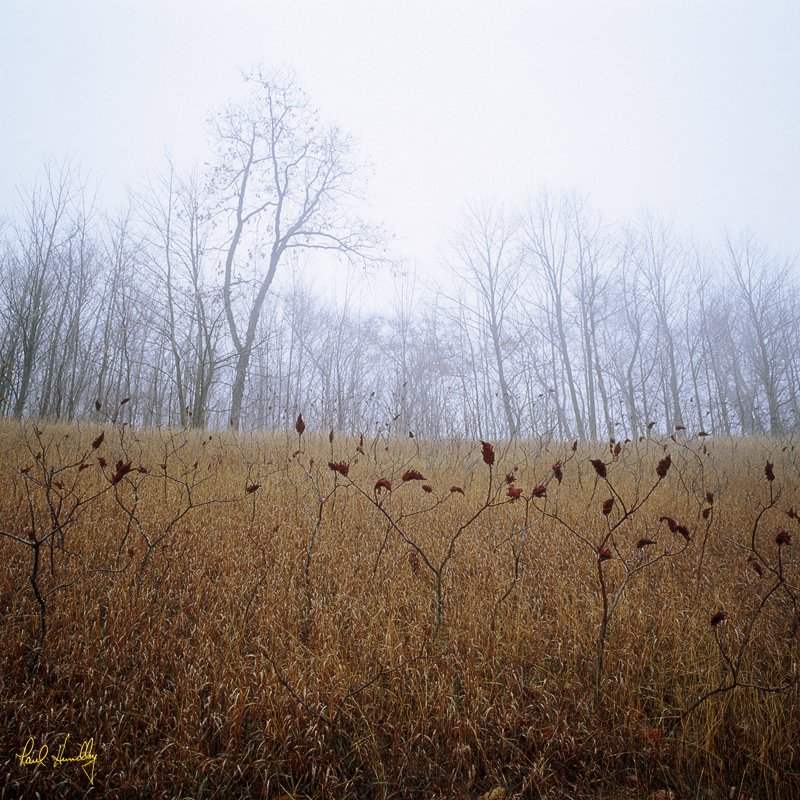 WI--Ozaukee county 001.jpg :: Sumac on a hillside near the Cedarburg Bog; Blue Goose Road; Ozaukee County, Wisconsin