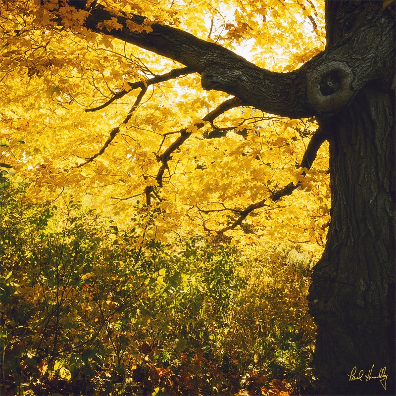 WI--Ozaukee county 006  800px.jpg :: Oak Tree Along Highway 33; Ozaukee County, Wisconsin