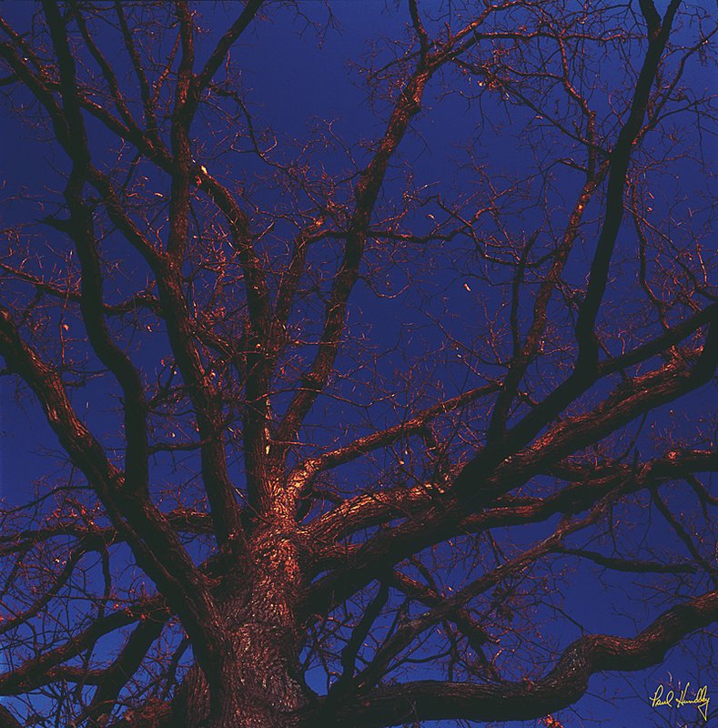 WI--Schlitz Audubon  003.jpg :: Oak tree at sunset in winter; Schlitz Audubon Center; Milwaukee; Wisconsin