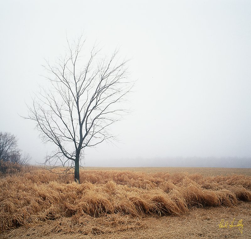 WI--Washington county 005.jpg :: Tree and grasses on County Road M; Washington County, Wisconsin
