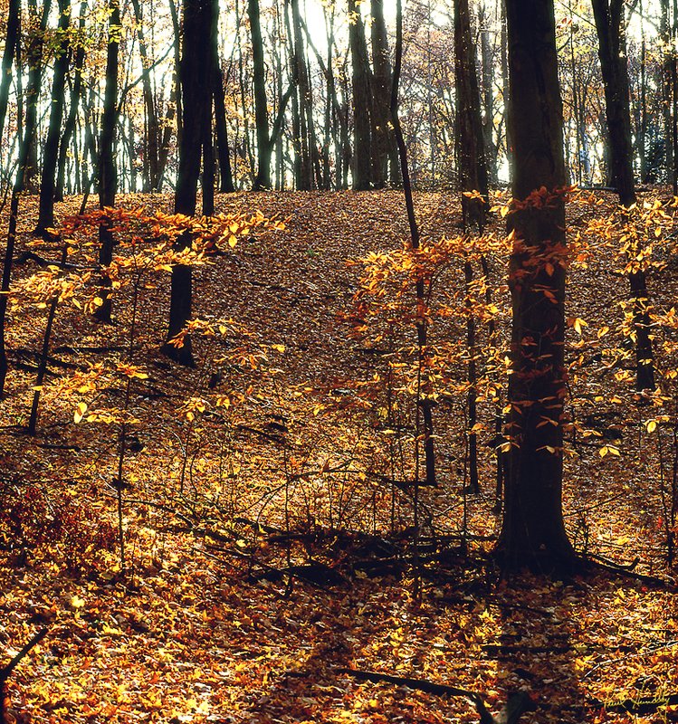 WI--Washington county 009.jpg :: Autumn Woodlot off of Pleasant Valley Road, Washington County, Wisconsin