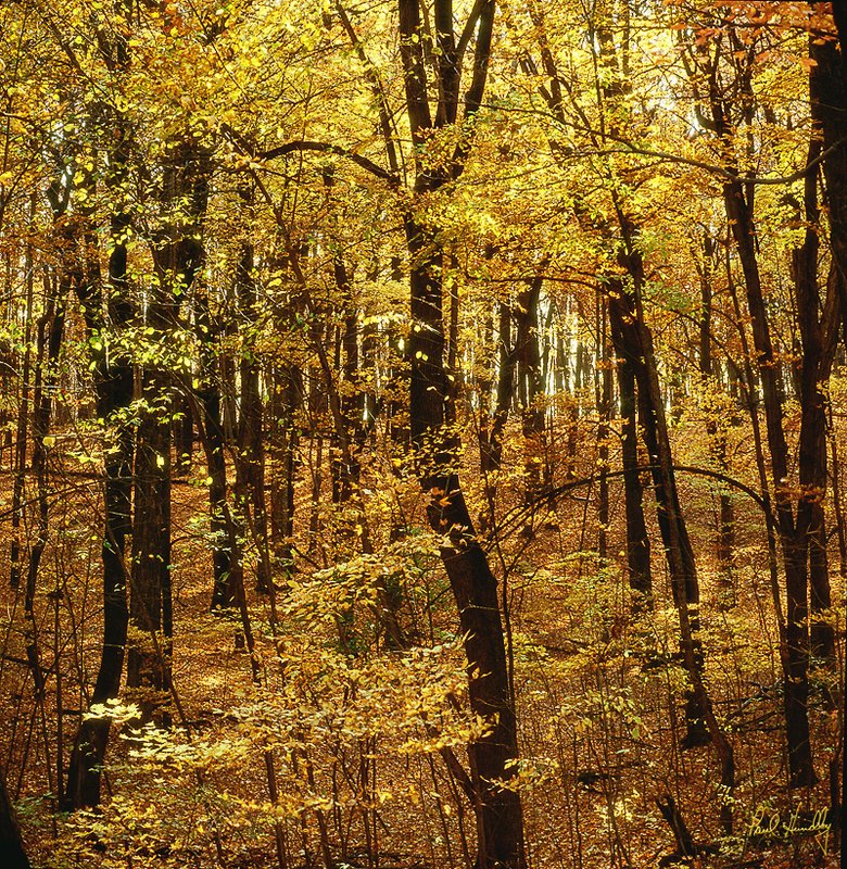 WI--Washington county 010.jpg :: Autumn Woodlot off of Pleasant Valley Road, Washington County, Wisconsin
