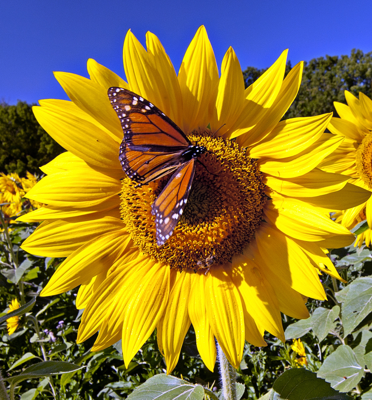 butterfly DSC_1558.jpg