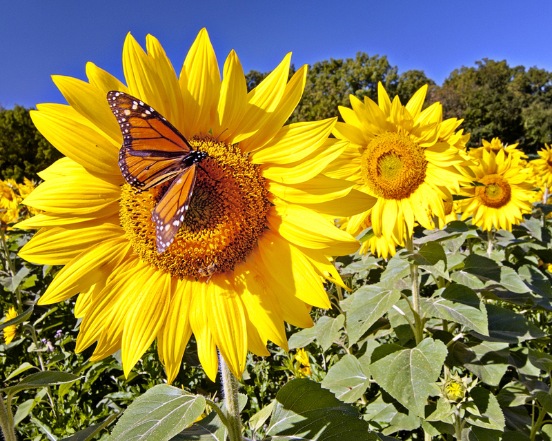 butterfly and 3 DSC_1558.jpg