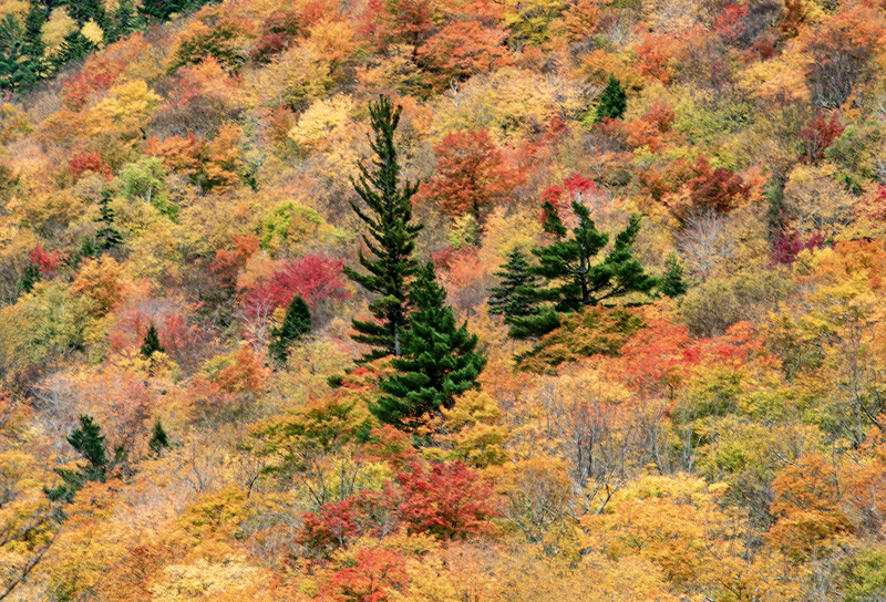 crawford notch sp nh color DSC_6272-Enhanced-NR copy.jpg