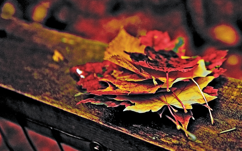 leaves DSC_6146.jpg