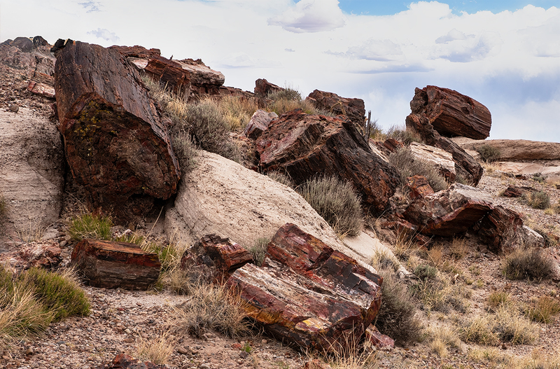 petrified forest DSC_9581 copy.jpg