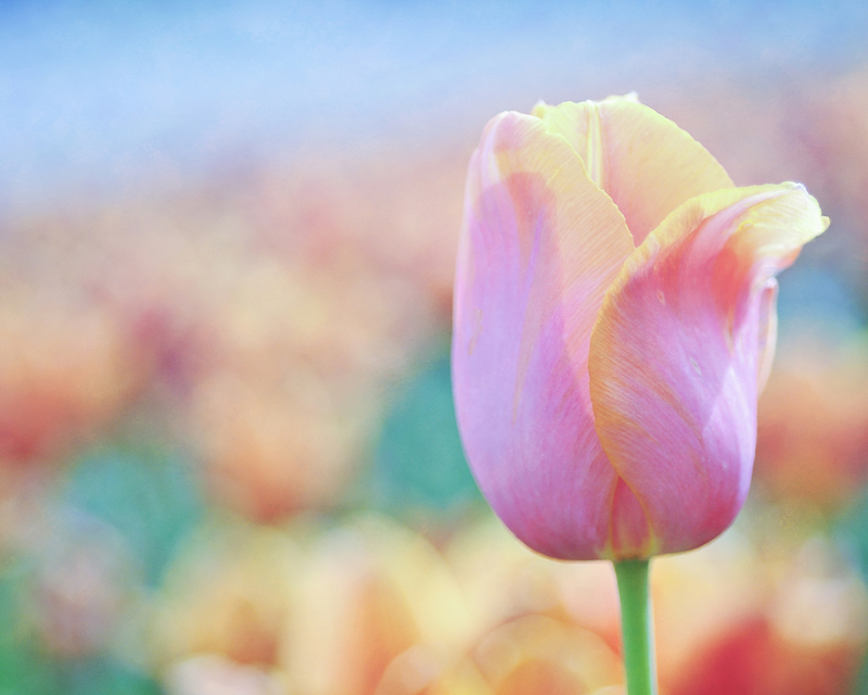 pink blur DSC_0927.jpg