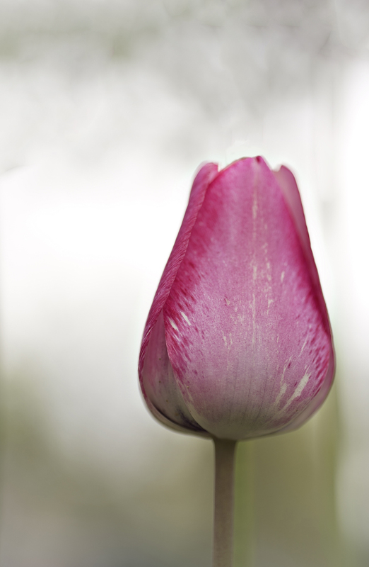 pink white wash DSC_3172.jpg