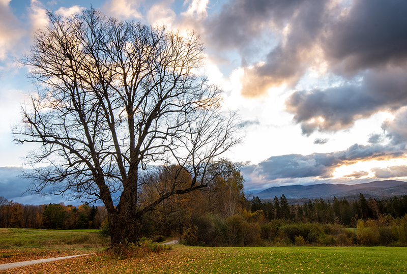 tree sunrise wheelock vt DSC_5906 copy.jpg