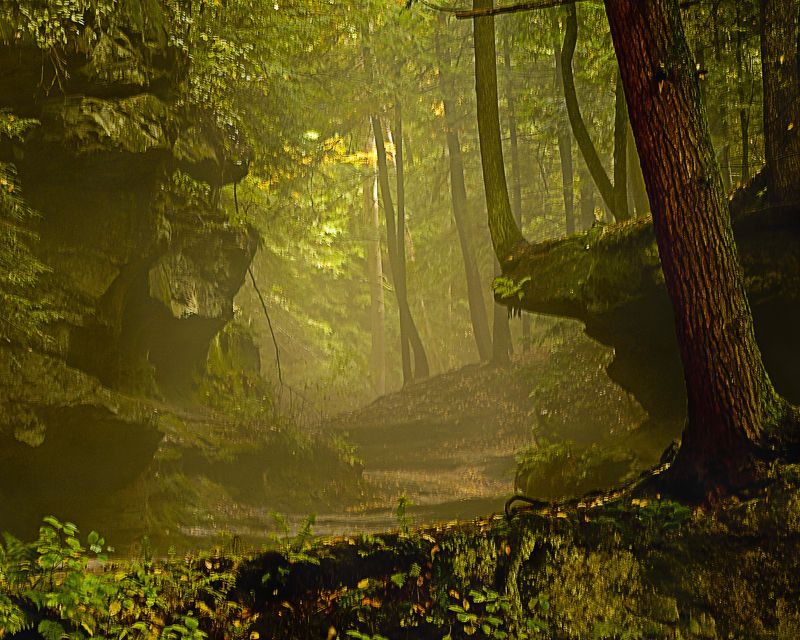 pathway  trees-fall DSC_0147.jpg