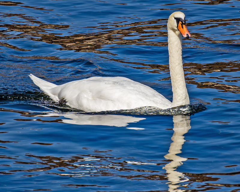 IMG_2011_e_4x5.jpg