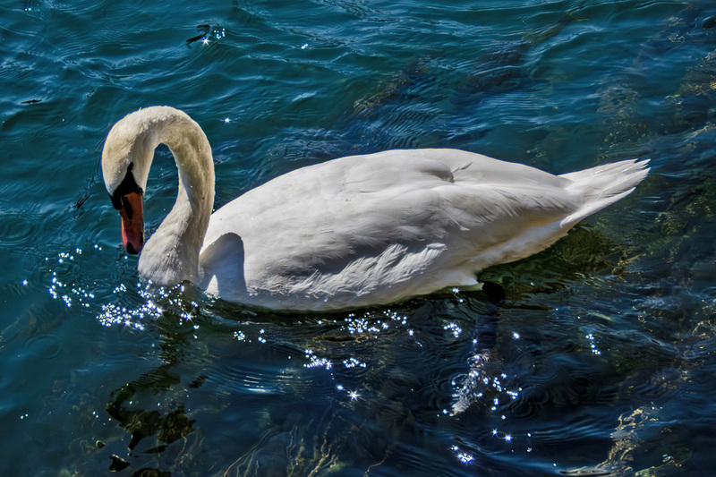 IMG_2103_e_4x6.jpg