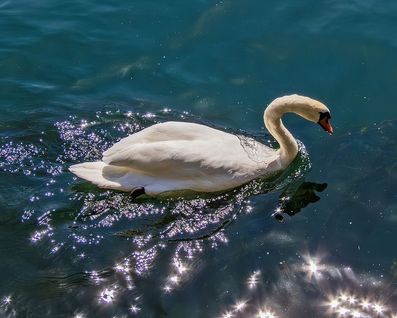 IMG_2104_e_4x5.jpg