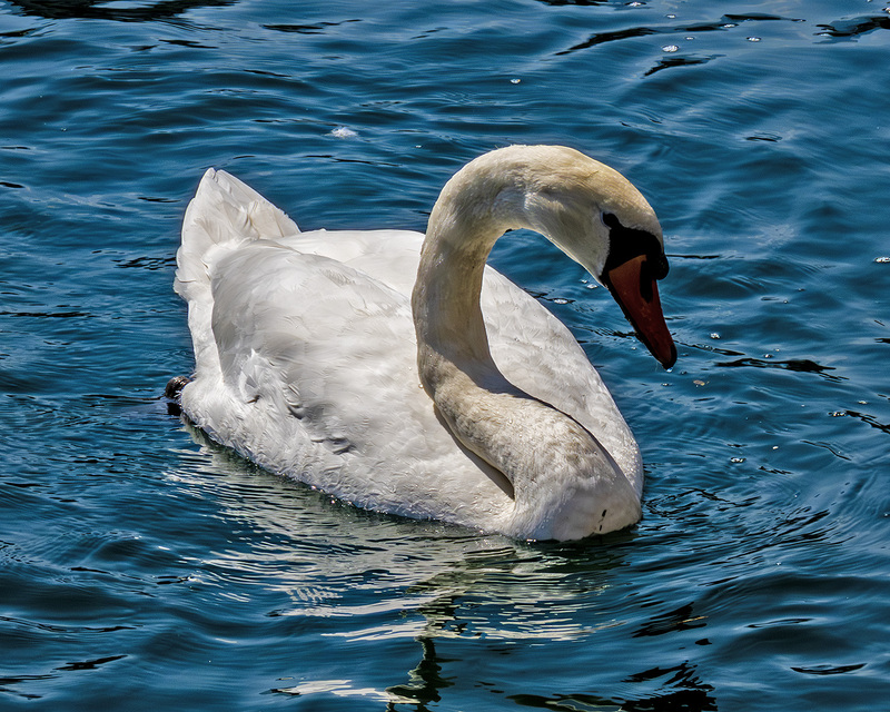 IMG_2106_e_4x5.jpg
