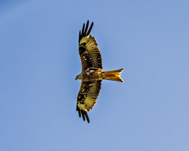 IMG_2213_e_4x5.jpg