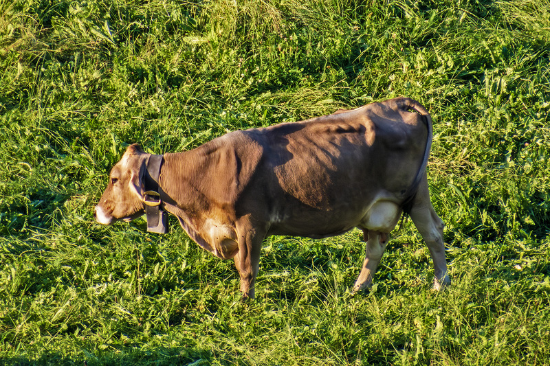 IMG_2292_e_4x6.jpg