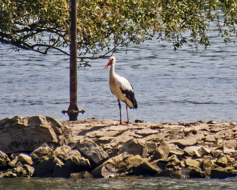 IMG_3153_e_4x6.jpg