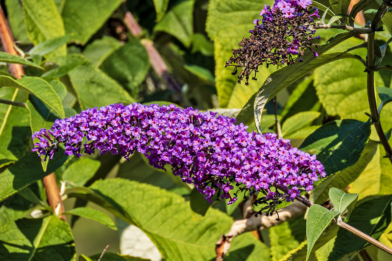 IMG_3676_e_4x6.jpg