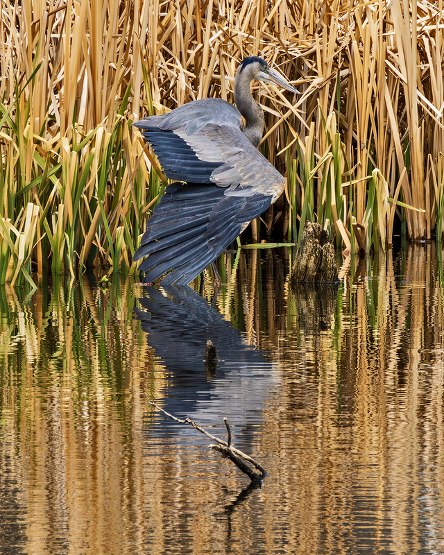 IMG_5520-Enhanced-NR_e_4x5.jpg