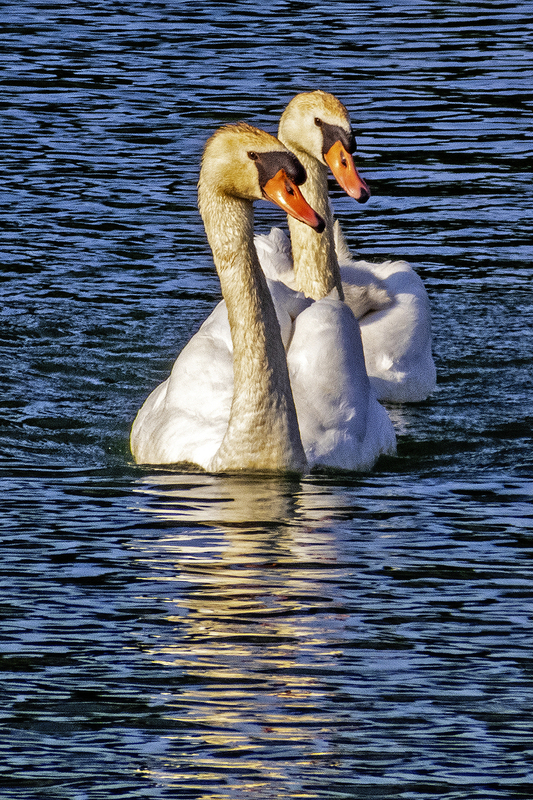 IMG_5726_e_4x6.jpg