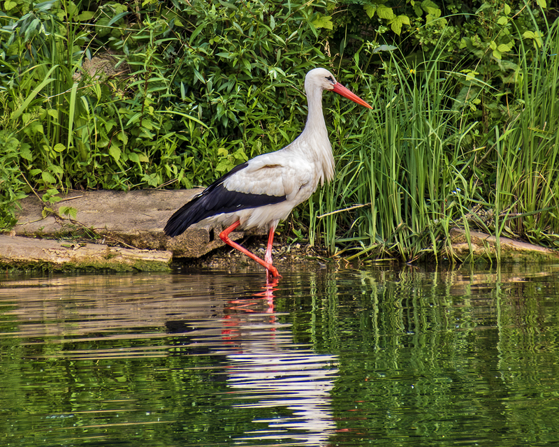 IMG_5869-Enhanced-NR_e_4x5(1).jpg
