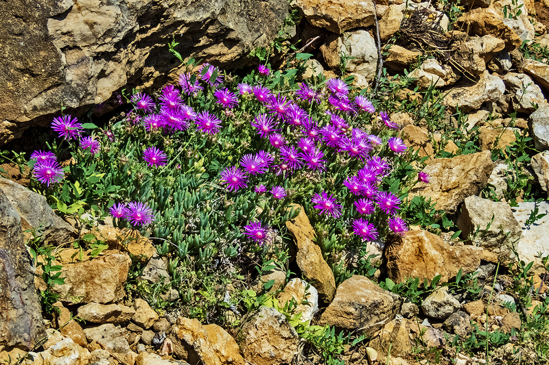 IMG_6207_e_4x6.jpg