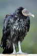 Black Vulture (1).jpg