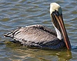 Brown Pelicans (4).jpg