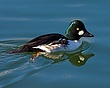 Common Goldeneye (1).jpg