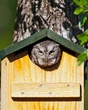 Eastern Screech Owl (2).jpg