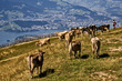 IMG_1824_e_4x6.jpg