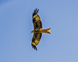IMG_2213_e_4x5.jpg