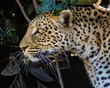 IMG_2360_e_4x5.jpg